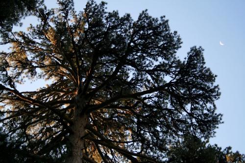 Des de Vizzavona es travessa un magnífic bosc de pins laricio (Pinus nigra subsp. salzmannii var. laricio)