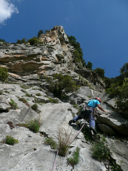 Alls de bosc, L1