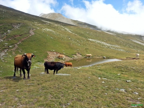 Vaques baixant a Ulldeter