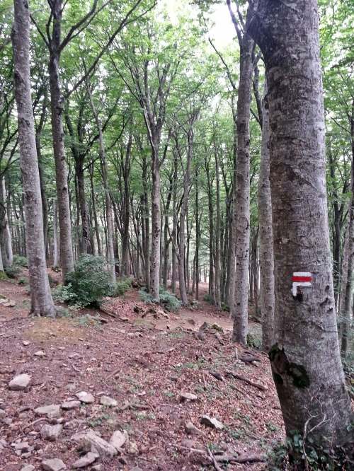 Fageda baixant del Puig Neulós