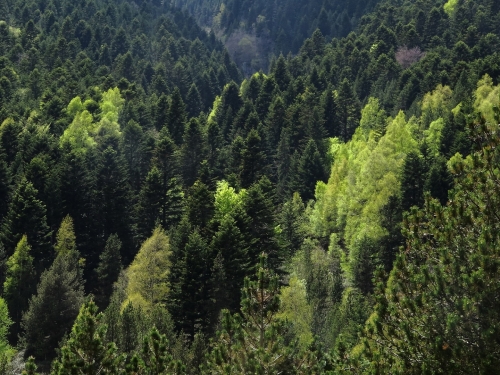 el bosc de la vall de Carlat
